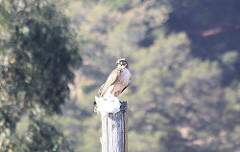 Red-tailed hawk and it