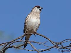 Plum-headed Finch Plum-headed Finch