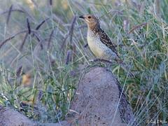 Spotted Bowerbird Spotted Bowerbird