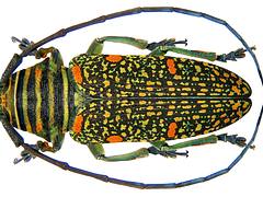 Zographus regalis regalis Brown, 1776 Zographus regalis regalis Brown, 1776