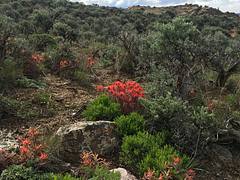 Sagebrush steppe: Gunnison Colorado Sagebrush steppe: Gunnison Colorado