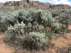 Sagebrush steppe: Gunnison Colorado Sagebrush steppe: Gunnison Colorado