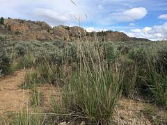 Sagebrush steppe: Gunnison Colorado Sagebrush steppe: Gunnison Colorado