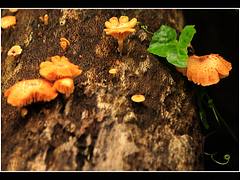 Mushrooms & Leaves