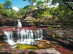 Los Pianos en Caño Cristales Los Pianos en Caño Cristales