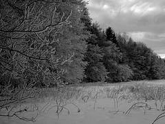 The cold bay