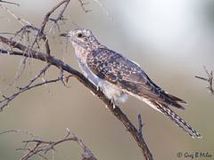 Pallid Cuckoo Pallid Cuckoo