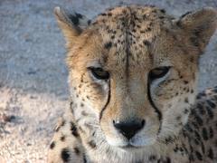 Hoedspruit -Cheetah project