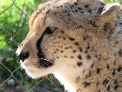 Hoedspruit -Cheetah project