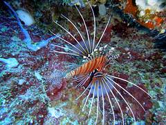 Lionfish on Big Drop Off reef, Palau