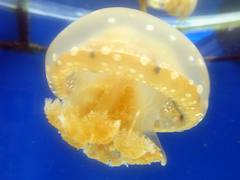 Spotted Jellyfish, Aquarium at Palau International Coral Reef Center, Koror