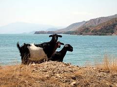 Goats Goats