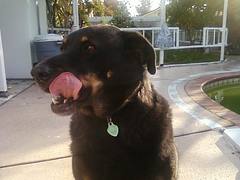 Dumb dog Dumb dog