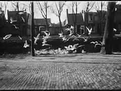 Meeuwen in Den Helder