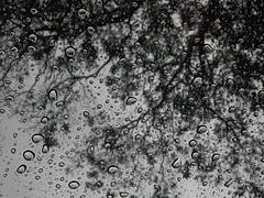 Overhanging Branches