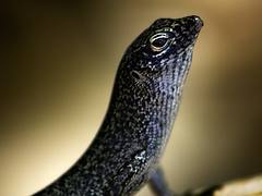Mabuia [Noronha Skink]