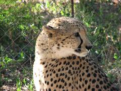 Hoedspruit -Cheetah project