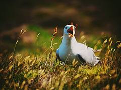 The Seagull on the grass The Seagull on the grass