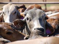 Brahmans Bos indicus Julia Creek 2009
