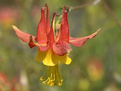 npnht-columbine-birch-creek-07122012-rogermpeterson