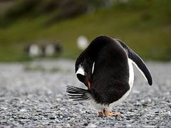 Papua Penguin I / Pingüino Papua I