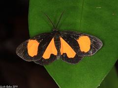 little moth from W-Papua (Raja Ampat)