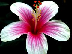 Pune Hibiscus 4