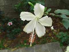 White Hibiscus