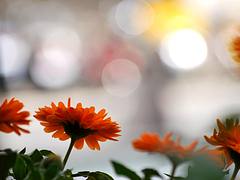 Good morning bokeh