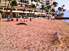 Hawaiian monk seal hauls out at Kaimana Beach.