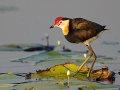 Irediparra gallinacea / Comb-crested Jacana Irediparra gallinacea / Comb-crested Jacana