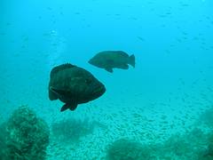 Grouper / Epinephelinae / 羽太(ハタ)