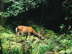 屋久島 (Yakushima) deer