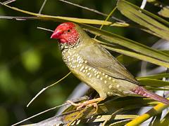 Star finches 6 Star finches 6