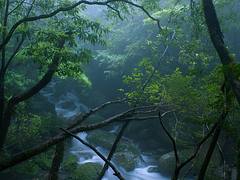 Peaking through, Yakushima Island