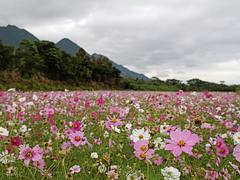 Flowers in Yakushima