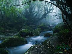 Mononoke forest, Yakushima island