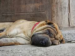 wrinkle face dog wrinkle face dog