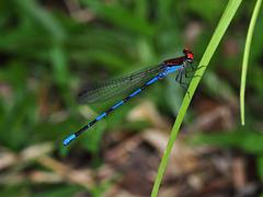 Damselfly Argia cupraurea (male)