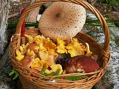 Forest gifts Forest gifts