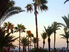 palmtrees