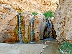Tunisia-4073 - Tamerza Oasis