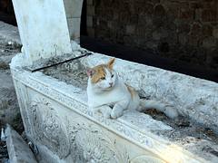 The cat and the grave