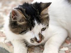 One-eye cat