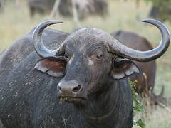 buffalo