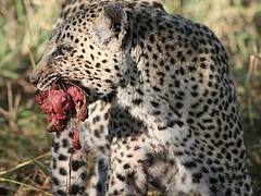 Leopard with kill 6