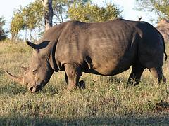 white rhino bull