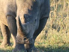 white rhino
