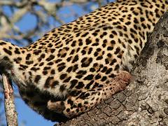 a leopard's spots