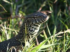 water monitor lizard